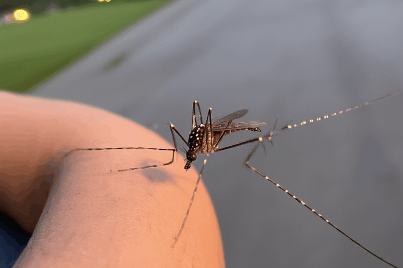 What Eats Mosquitoes? Meet Nature’s Tiny Pest Control Team!