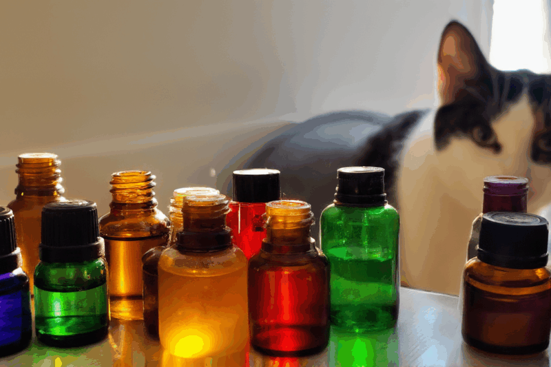 What Essential Oils Are SAFE For Cats? (The Truth Might Surprise You!)