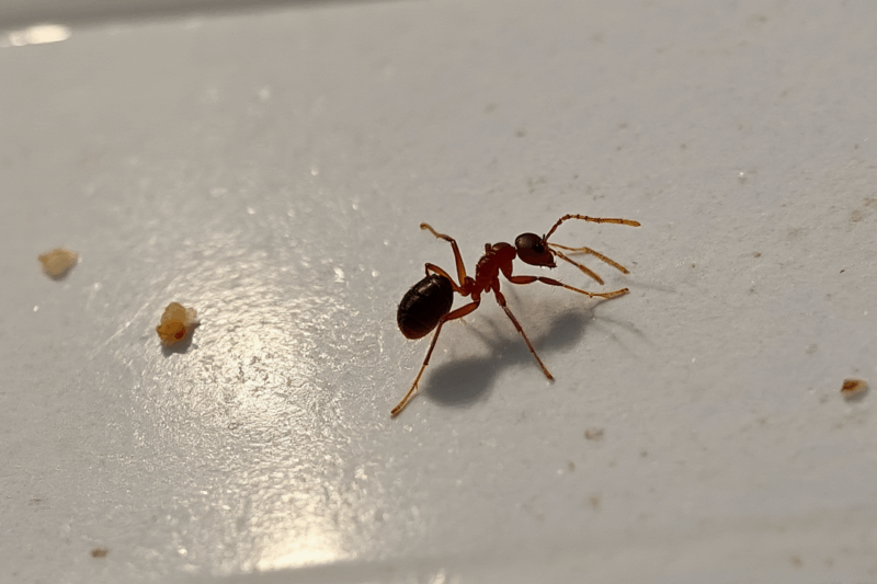 What Kills Ants? Your Ultimate Guide to Getting Rid of Them!