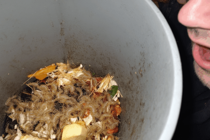 What Kills Maggots Instantly? Your Ultimate Guide!