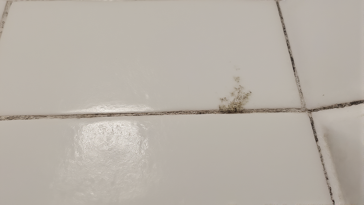 What Kills Mold? The TRUTH About Cleaning Mold in Your Home!