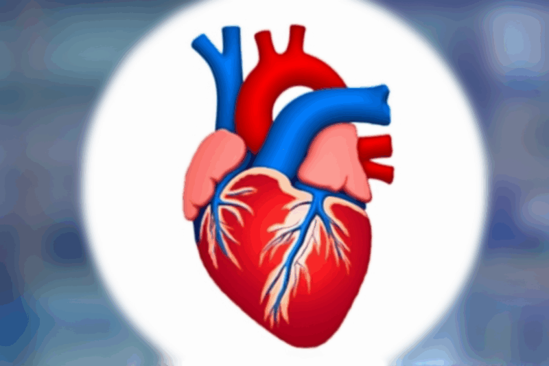 Why Isn’t Your Heart on Your Left Side? (And Where It Really Is!)