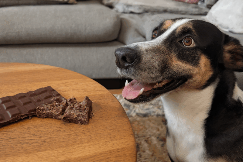 Why Can’t Dogs Eat Chocolate? The Shocking Truth!