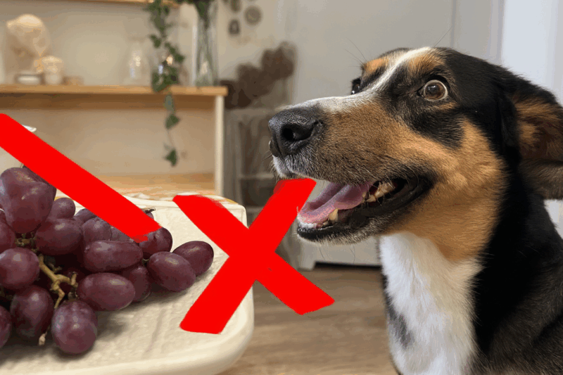 Why Can’t Dogs Have Grapes? The Hidden Danger Explained!
