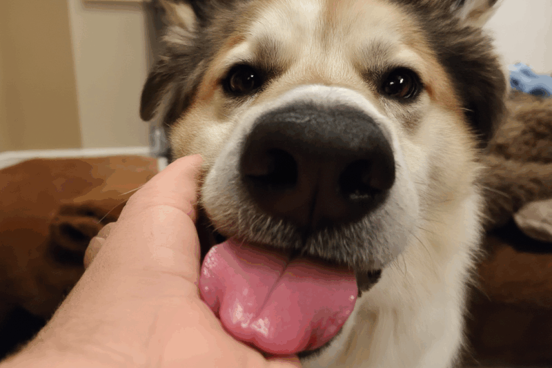 Why Do Dogs Lick You So Much? Unraveling the Mystery of Wet Kisses!