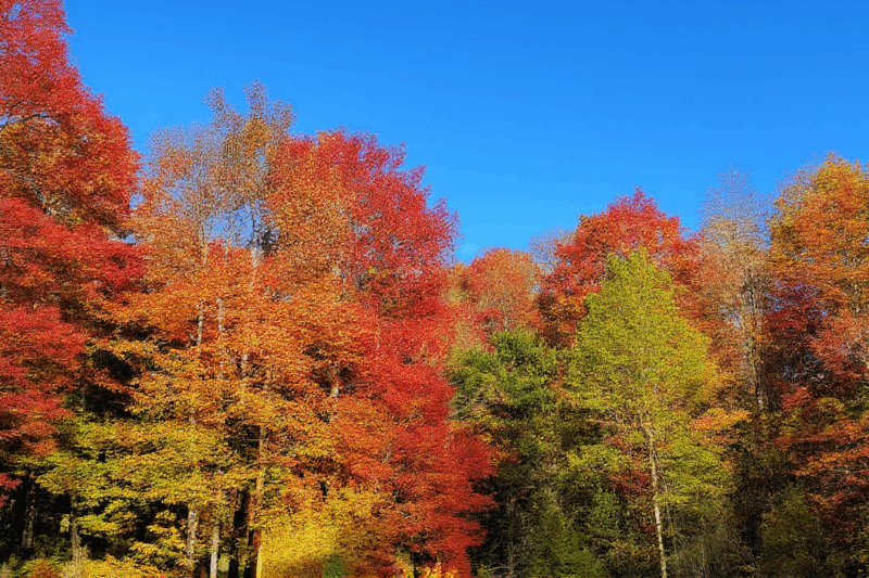 Why Do Leaves Change Color in the Fall? The Science Behind Autumn’s Beauty!