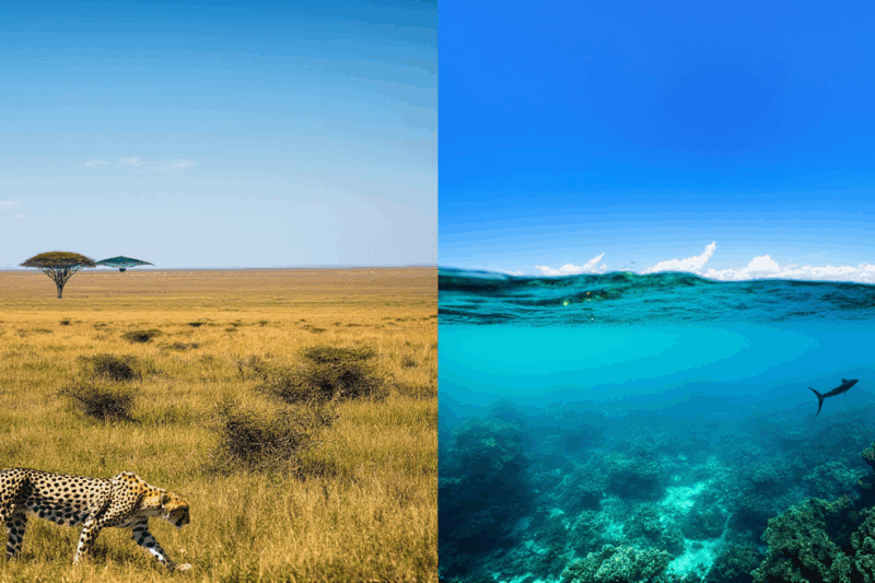 What is the FASTEST Animal on Earth? (You’ll Be Shocked!)