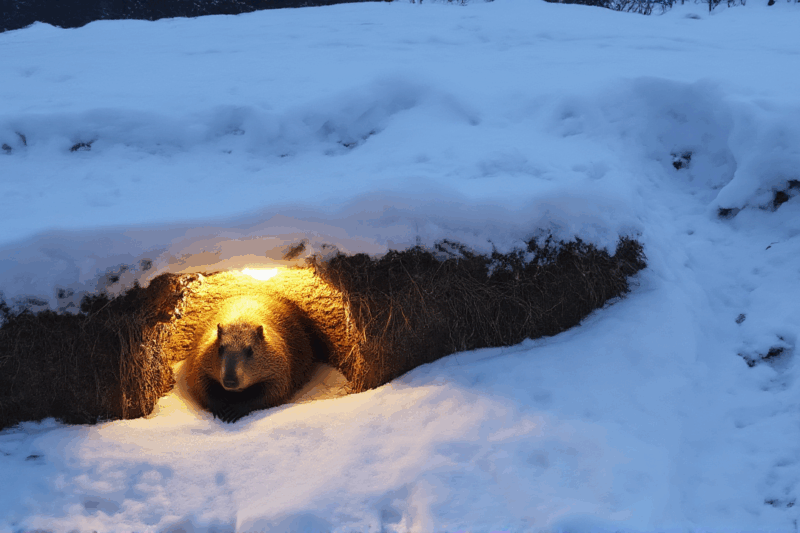 Why Do Animals Hibernate? The Ultimate Winter Survival Strategy!