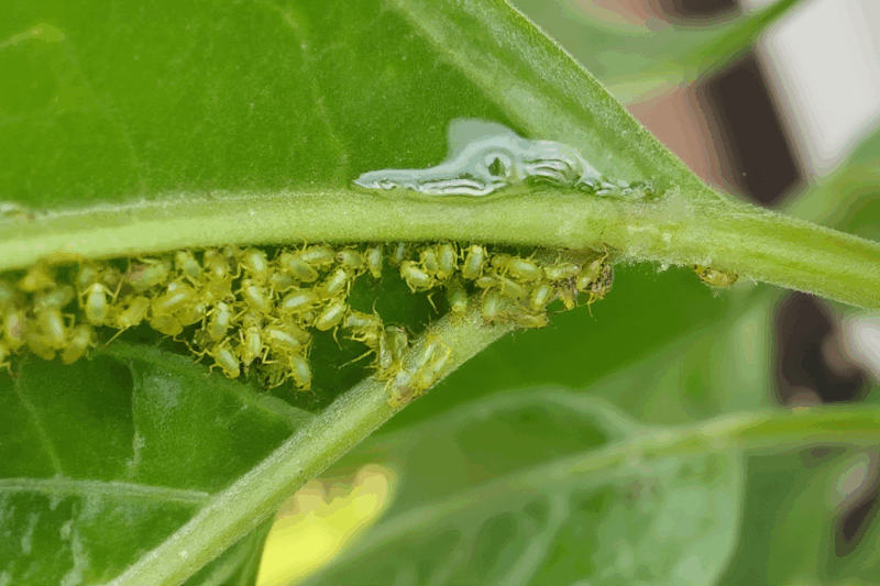 What Kills Aphids? Your Ultimate Guide to a Pest-Free Garden!