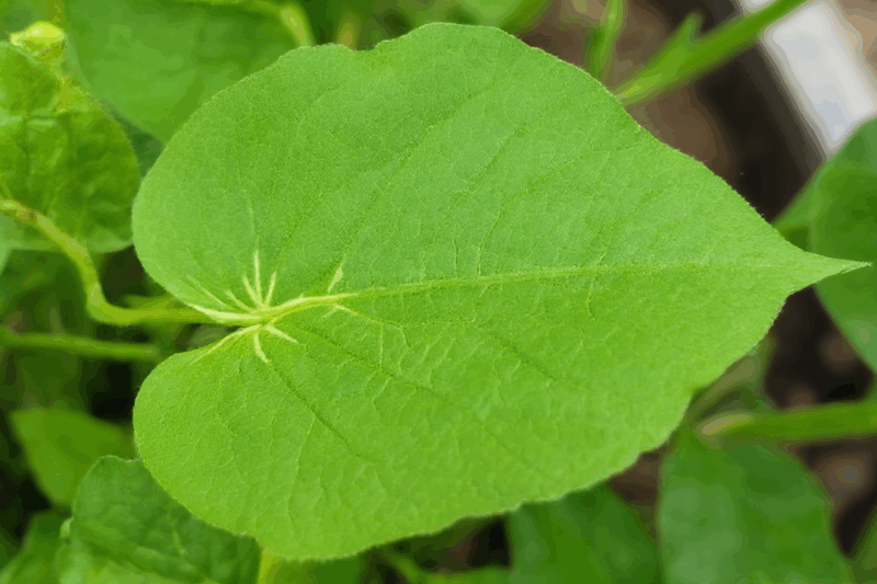 Why Take Senna at Night? The Perfect Timing Explained!