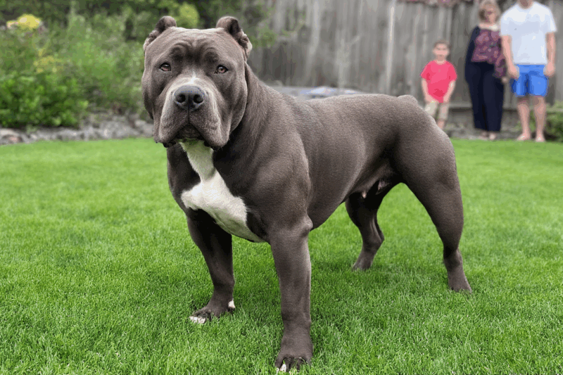 Why Are XL Bully Dogs Banned? Understanding the Controversy