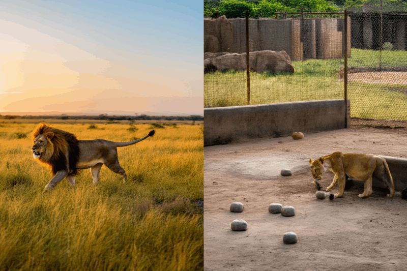 Why Zoos: Good or Bad? Unpacking the Debate!