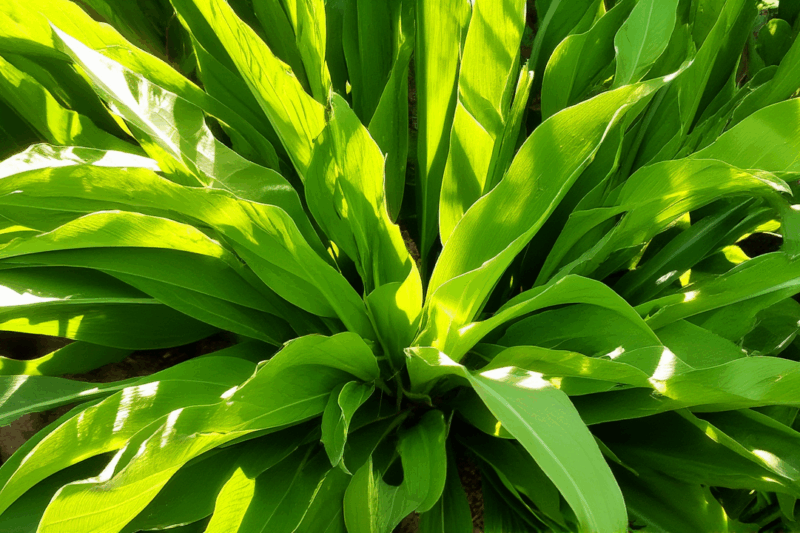 Why Photosynthesis is The MOST Important Process on Earth!