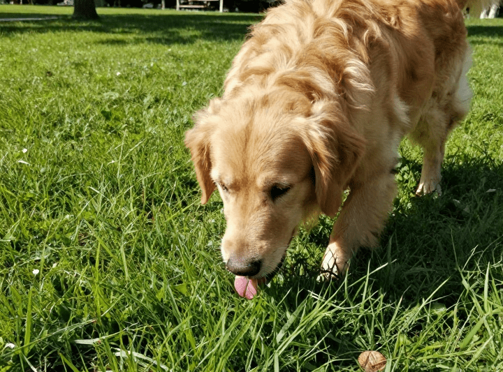 Why Do Dogs Eat Grass? The Surprising Reasons Explained!