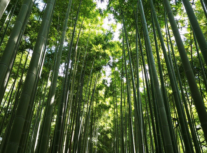 Why Does Bamboo Grow So Fast? The Amazing Secret Revealed!